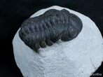 Bargain Reedops Trilobite - inches #2977-3